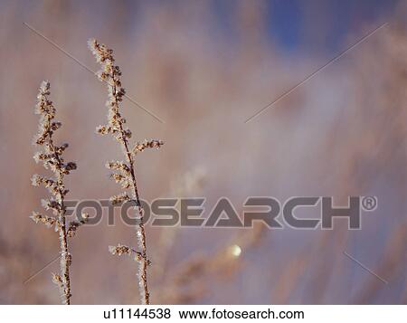 Frost on tree branch, Hokkaido, Japan View Large Photo Image Stock Photo - Frost on tree branch, Hokkaido, Japan. Fotosearch