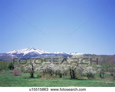 Stock Image - Norikura Highland in Nagano Prefecture, Japan. Fotosearch