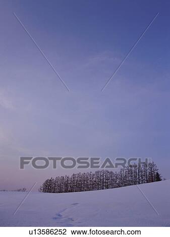 Snow-covered field in Hokkaido, Japan View Large Photo Image Stock Image - Snow-covered field in Hokkaido, Japan. Fotosearch