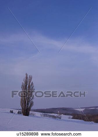 Snow-covered field in Hokkaido, Japan View Large Photo Image Stock Photo - Snow-covered field in Hokkaido, Japan. Fotosearch
