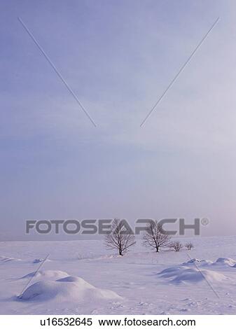 Snow-covered field in Hokkaido, Japan View Large Photo Image Stock Photography - Snow-covered field in Hokkaido, Japan. Fotosearch