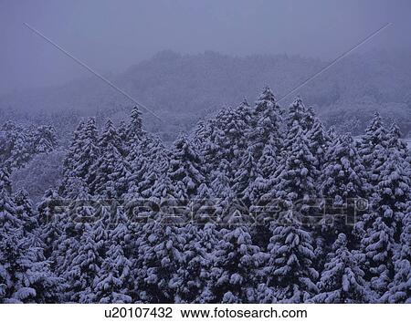 Snow covered trees View Large Photo Image Stock Image - Snow covered trees. Fotosearch