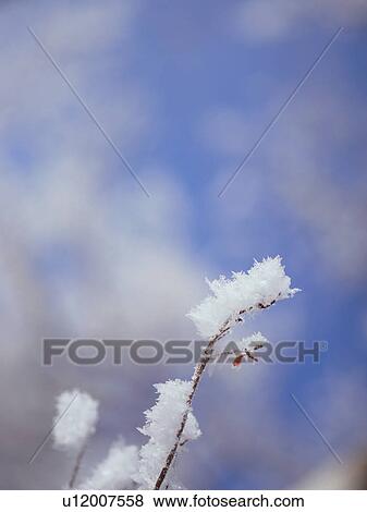 Tree branch covered in frost, Hokkaido, Japan View Large Photo Image Stock Photo - Tree branch covered in frost, Hokkaido, Japan. Fotosearch