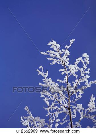 Tree branch covered in frost, Hokkaido, Japan View Large Photo Image Stock Photo - Tree branch covered in frost, Hokkaido, Japan. Fotosearch