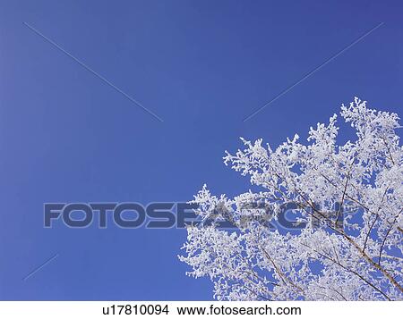 Trees covered in frost, Hokkaido, Japan View Large Photo Image Picture - Trees covered in frost, Hokkaido, Japan. Fotosearch