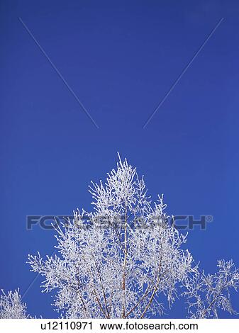 Trees covered in frost, Hokkaido, Japan View Large Photo Image Stock Image - Trees covered in frost, Hokkaido, Japan. Fotosearch