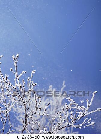 Trees covered in frost, Hokkaido, Japan View Large Photo Image Stock Image - Trees covered in frost, Hokkaido, Japan. Fotosearch