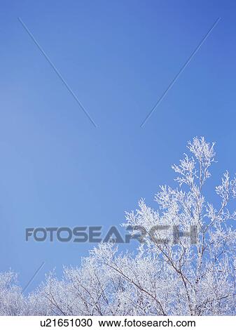 Trees covered in frost, Hokkaido, Japan View Large Photo Image Stock Image - Trees covered in frost, Hokkaido, Japan. Fotosearch
