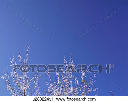 Trees covered in frost, Hokkaido, Japan View Large Photo Image Stock Image - Trees covered in frost, Hokkaido, Japan. Fotosearch