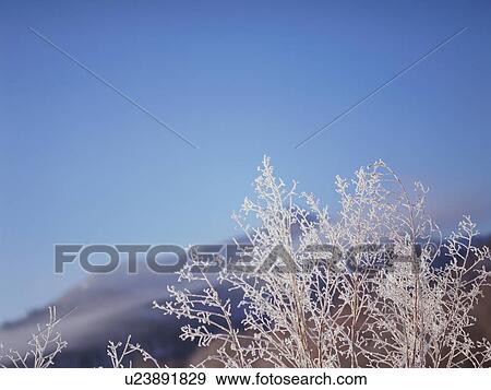 Trees covered in frost, Hokkaido, Japan View Large Photo Image Stock Photo - Trees covered in frost, Hokkaido, Japan. Fotosearch