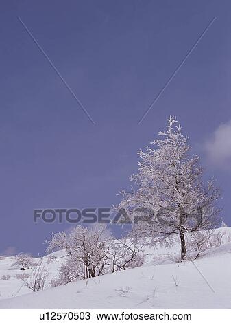 Trees covered in frost, Nagano Prefecture, Japan View Large Photo Image Stock Image - Trees covered in frost, Nagano Prefecture, Japan. Fotosearch