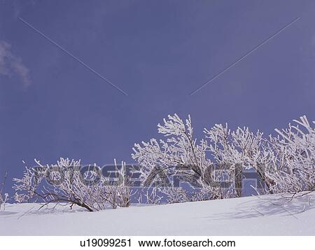 Trees covered in frost, Nagano Prefecture, Japan View Large Photo Image Stock Image - Trees covered in frost, Nagano Prefecture, Japan. Fotosearch