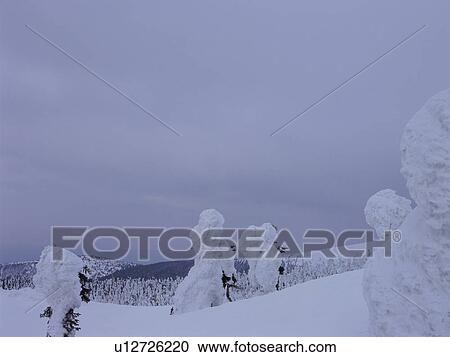 Stock Image - Trees covered with snow, Yamagata Prefecture, Japan. Fotosearch