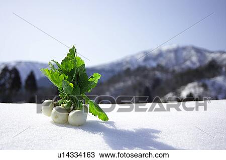 Turnips in snow View Large Photo Image Stock Image - Turnips in snow. Fotosearch
