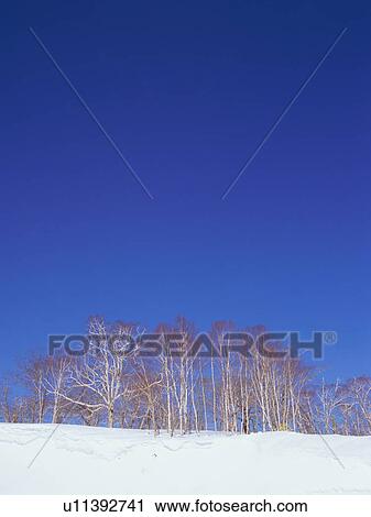 Winter landscape, Hokkaido, Japan View Large Photo Image Stock Image - Winter landscape, Hokkaido, Japan. Fotosearch