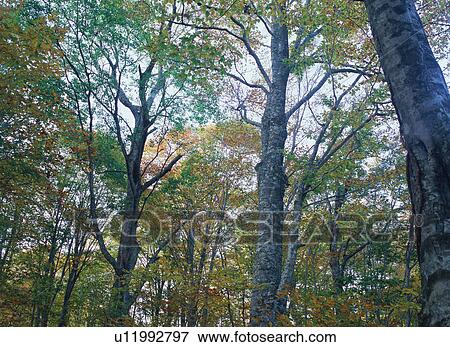 Beech tree forest in Shirakami Sanchi, Japan View Large Photo Image Stock Photo - Beech tree forest in Shirakami Sanchi, Japan. Fotosearch