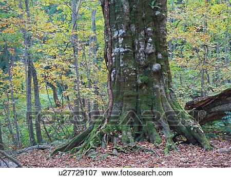 Beech tree forest in Shirakami Sanchi, Japan View Large Photo Image Stock Photo - Beech tree forest in Shirakami Sanchi, Japan. Fotosearch