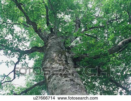 Beech tree in Shirakami Sanchi, Japan View Large Photo Image Picture - Beech tree in Shirakami Sanchi, Japan. Fotosearch