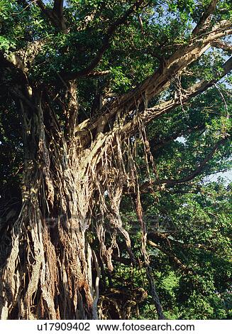 Stock Image - Big banyan tree, Yakushima, Japan. Fotosearch