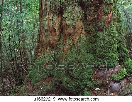 Cedar tree in Yakushima, Japan View Large Photo Image Stock Photo - Cedar tree in Yakushima, Japan. Fotosearch