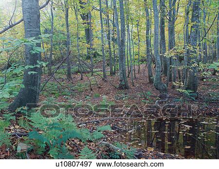 Forest in Shirakami Sanchi, Japan View Large Photo Image Stock Photo - Forest in Shirakami Sanchi, Japan. Fotosearch