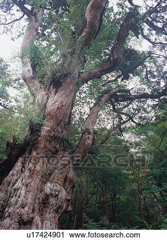 Jomon Cedar, Yakushima, Japan View Large Photo Image Stock Image - Jomon Cedar, Yakushima, Japan. Fotosearch