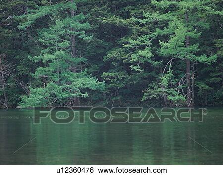 Myojin Pond, Kamikochi, Nagano Prefecture, Japan View Large Photo Image Stock Photograph - Myojin Pond, Kamikochi, Nagano Prefecture, Japan. Fotosearch