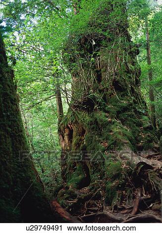 Stock Image - Okina Cedar, Yakushima, Japan. Fotosearch