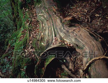 Okina Cedar, Yakushima, Japan View Large Photo Image Stock Photography - Okina Cedar, Yakushima, Japan. Fotosearch