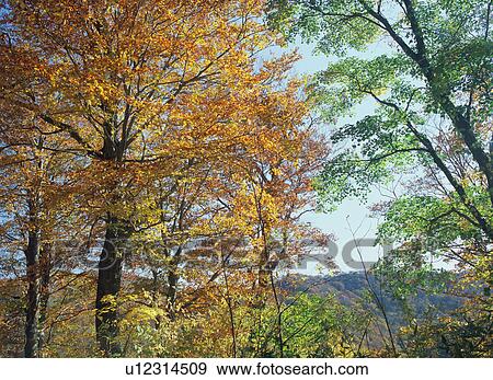 Red leaves in Shirakami Sanchi, Japan View Large Photo Image Stock Photo - Red leaves in Shirakami Sanchi, Japan. Fotosearch