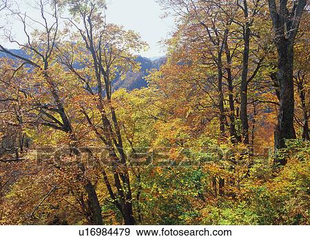Red leaves in Shirakami Sanchi, Japan View Large Photo Image Stock Photo - Red leaves in Shirakami Sanchi, Japan. Fotosearch