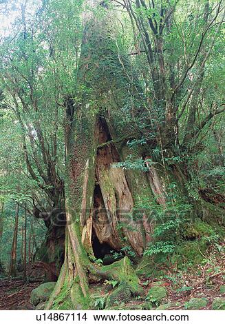 Sandai Cedar, Yakushima, Japan View Large Photo Image Picture - Sandai Cedar, Yakushima, Japan. Fotosearch