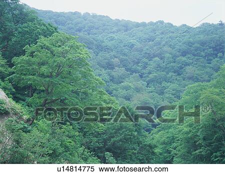 Stock Photography - Shirakami Sanchi, Japan. Fotosearch
