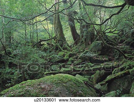 Stock Image - Shiratani Unsuikyo, Yakushima, Japan. Fotosearch