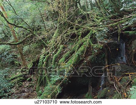 Shiratani Unsuikyo, Yakushima, Japan View Large Photo Image Stock Image - Shiratani Unsuikyo, Yakushima, Japan. Fotosearch