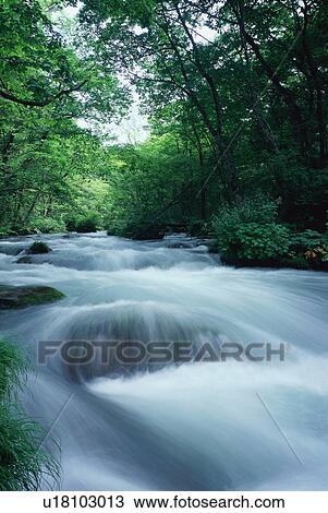 Stream at Oirase in Aomori Prefecture View Large Photo Image Stock Image - Stream at Oirase in Aomori Prefecture. Fotosearch