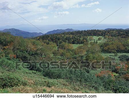 Wild forest in Shiretoko, Hokkaido, Japan View Large Photo Image Picture - Wild forest in Shiretoko, Hokkaido, Japan. Fotosearch