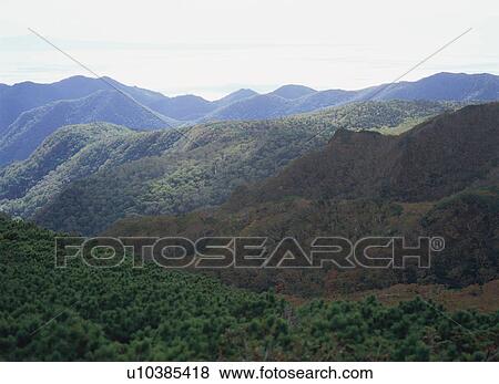 Stock Photo - Wild forest in Shiretoko, Hokkaido, Japan. Fotosearch