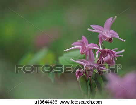 Barrenwort View Large Photo Image Stock Photograph - Barrenwort. Fotosearch