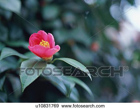 Camellia View Large Photo Image Stock Photo - Camellia. Fotosearch