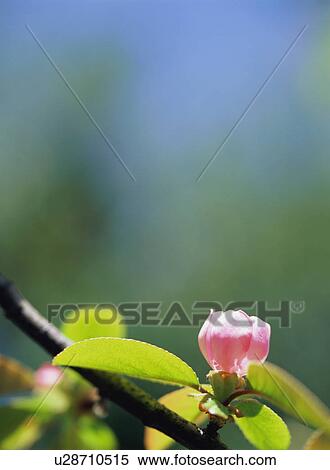 Chaenomeles sinensis View Large Photo Image Stock Photography - Chaenomeles sinensis. Fotosearch