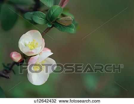 Chaenomeles speciosa View Large Photo Image Stock Image - Chaenomeles speciosa. Fotosearch