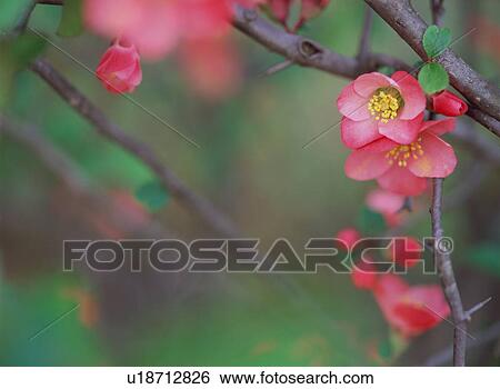 Stock Photograph - Chaenomeles speciosa. Fotosearch