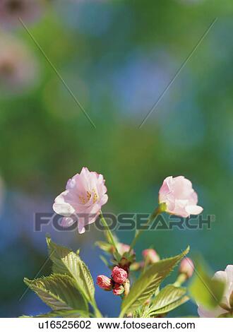 Stock Image - Cherry Blossom. Fotosearch