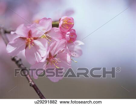 Stock Image - Cherry Blossom. Fotosearch