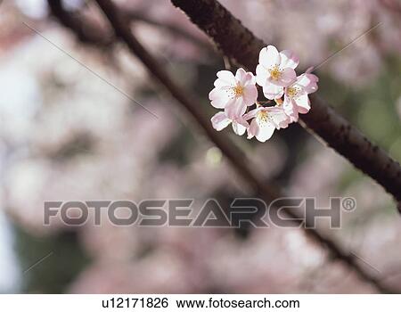 Cherry Blossom View Large Photo Image Stock Photograph - Cherry Blossom. Fotosearch