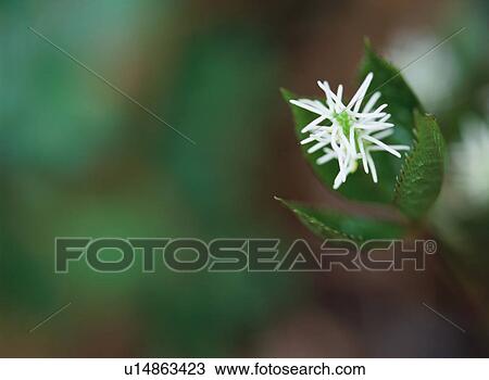 Chloranthus japonicus View Large Photo Image Stock Image - Chloranthus japonicus. Fotosearch
