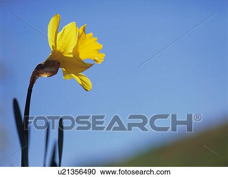 Daffodil View Large Photo Image Stock Image - Daffodil. Fotosearch