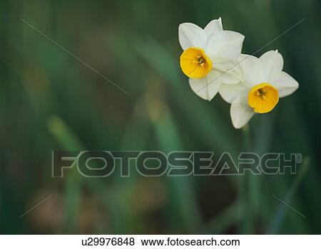 Daffodil View Large Photo Image Stock Photo - Daffodil. Fotosearch