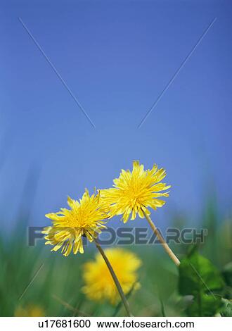 Stock Image - Dandelion . Fotosearch